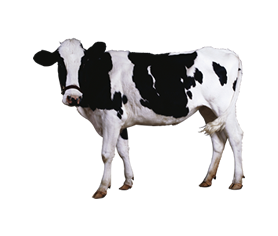 beef