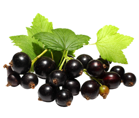 blackcurrent