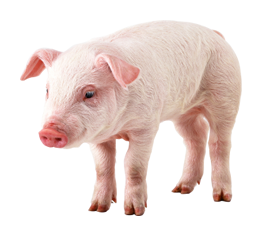 pork